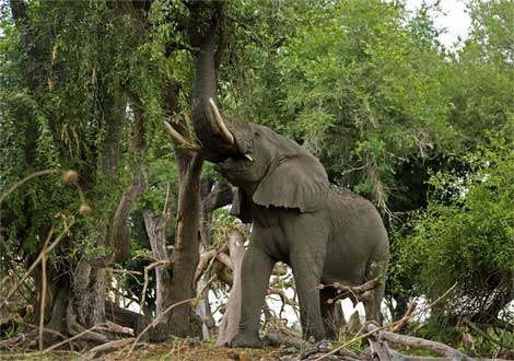 African elephant foraging in a treeحیوانات رکورد دار ! بسیار بسیار جالب و باور نکردنی!