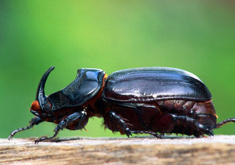 Close-up of a rhinoceros beetle