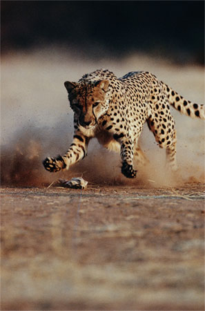 Cheetah chasing prey