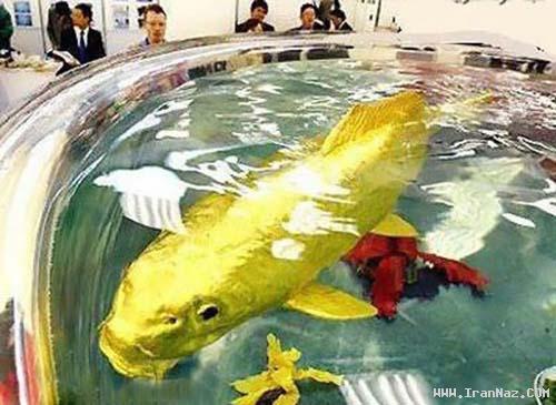 کشف یک ماهی شگفت انگیز طلایی در تایوان +عکس ، www.irannaz.com