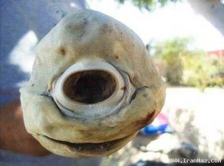 کشف عجیب ترین موجود  جهان با یک چشم!! +عکس ، www.irannaz.com