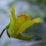 آشنایی با سمی و مرگبار ترین گیاهان جهان! +تصاویر ، www.irannaz.com